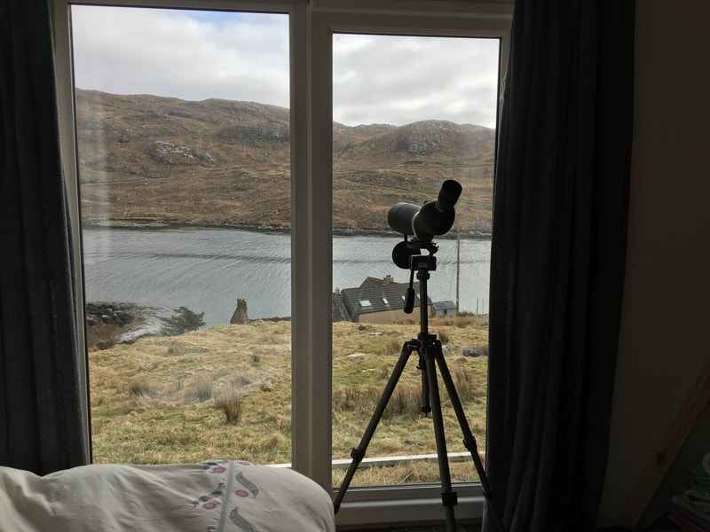 Birdwatching from home in Harris